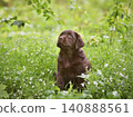 Puppy sitting in a field of green grass and white flowers 140888561