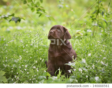 Puppy sitting in a field of green grass and white flowers Puppy sitting in a field of green grass and white flowers 140888561