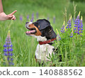Obedience practice and pet interaction 140888562