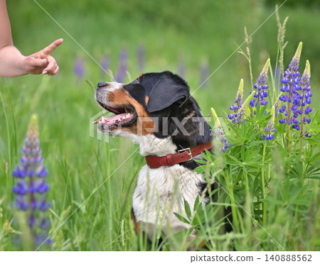Obedience practice and pet interaction 140888562