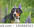 Greater swiss mountain dog sitting in a field 140888563