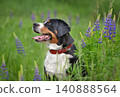 Dog sitting in a field of purple lupine flowers 140888564