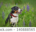 Portrait of Greater swiss mountain dog sitting 140888565