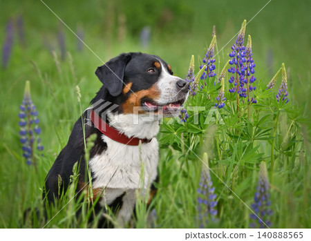Portrait of Greater swiss mountain dog sitting Portrait of Greater swiss mountain dog sitting 140888565
