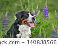 Beautiful  Greater swiss mountain dog 140888566