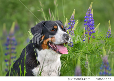 Beautiful Greater swiss mountain dog Beautiful Greater swiss mountain dog 140888566