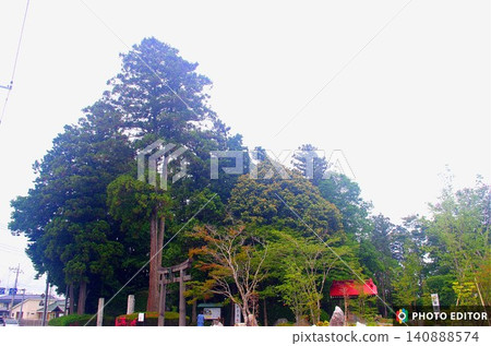 神社內的大樹-白鷺神社 神社內的大樹-白鷺神社 140888574