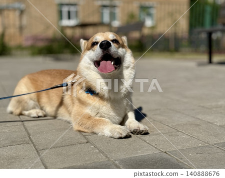 Happy Welsh Corgi dog walking outdoors in sunny summer weather, pet lifestyle and friendship concept, bright natural light Happy Welsh Corgi dog walking outdoors in sunny summer weather, pet lifestyle and friendship concept, bright natural light 140888676