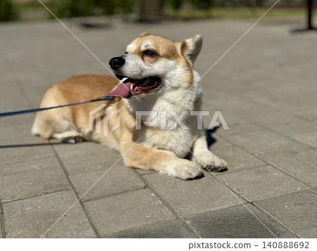 Happy Welsh Corgi dog walking outdoors in sunny summer weather, pet lifestyle and friendship concept, bright natural light Happy Welsh Corgi dog walking outdoors in sunny summer weather, pet lifestyle and friendship concept, bright natural light 140888692