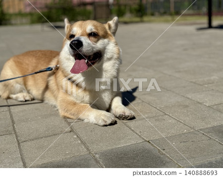 Happy Welsh Corgi dog walking outdoors in sunny summer weather, pet lifestyle and friendship concept, bright natural light Happy Welsh Corgi dog walking outdoors in sunny summer weather, pet lifestyle and friendship concept, bright natural light 140888693
