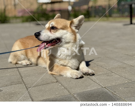 Happy Welsh Corgi dog walking outdoors in sunny summer weather, pet lifestyle and friendship concept, bright natural light 140888694