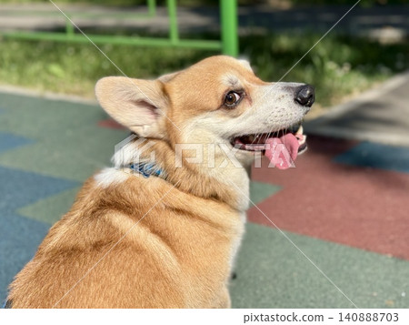 Happy Welsh Corgi dog walking outdoors in sunny summer weather, pet lifestyle and friendship concept, bright natural light Happy Welsh Corgi dog walking outdoors in sunny summer weather, pet lifestyle and friendship concept, bright natural light 140888703