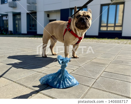 Bags for pet excrement on the background of a French bulldog dog. High quality photos Bags for pet excrement on the background of a French bulldog dog. High quality photos 140888717