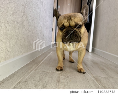 A fawn-colored French bulldog dog in a close-up home environment A fawn-colored French bulldog dog in a close-up home environment 140888718