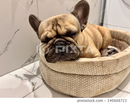 A fawn-colored French bulldog dog in a close-up home environment A fawn-colored French bulldog dog in a close-up home environment 140888721