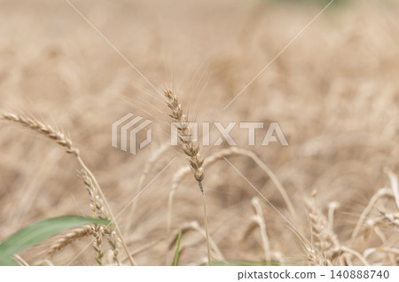 Wheat field near harvest Wheat field near harvest 140888740