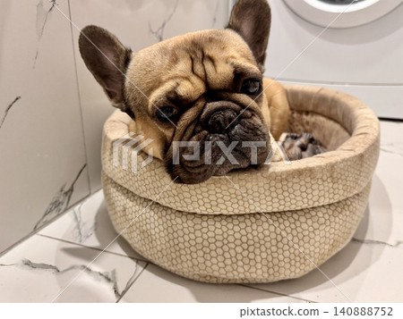A fawn-colored French bulldog dog in a close-up home environment A fawn-colored French bulldog dog in a close-up home environment 140888752