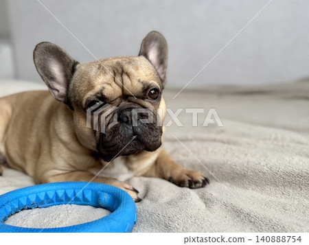 A cute, contented French bulldog of fawn color lies on a bed with a beige bedspread in a close-up home environment A cute, contented French bulldog of fawn color lies on a bed with a beige bedspread in a close-up home environment 140888754
