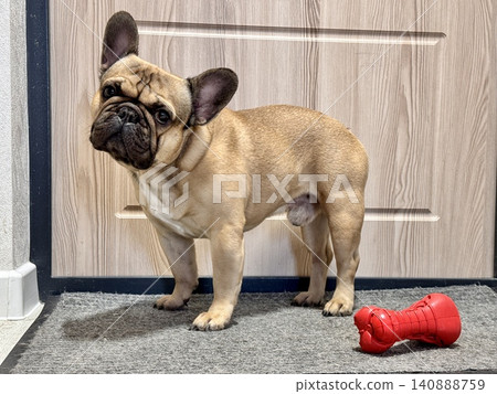 a French bulldog dog of fawn color, young and energetic at home 140888759