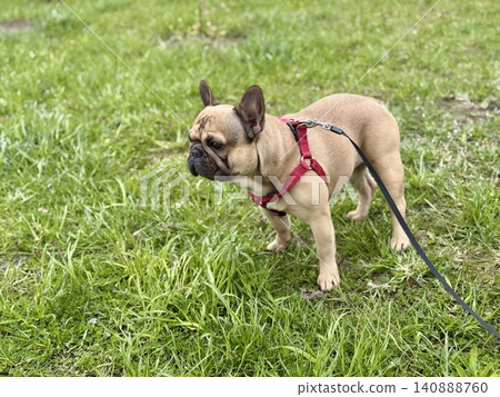 A happy French bulldog dog of fawn color walks outside in good weather on a leash in summer. A happy French bulldog dog of fawn color walks outside in good weather on a leash in summer. 140888760