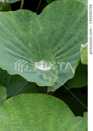 A single drop of water collected in the center of a large lotus leaf. A single drop of water collected in the center of a large lotus leaf. 140888766