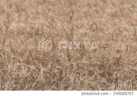 Wheat field near harvest Wheat field near harvest 140888767