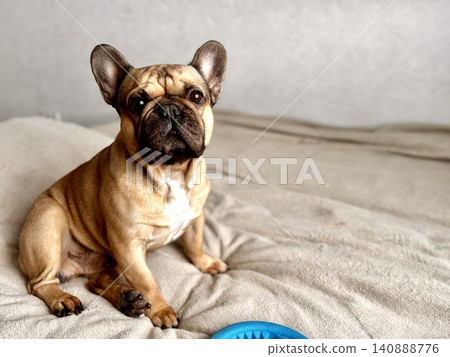 A cute, contented French bulldog of fawn color lies on a bed with a beige bedspread in a close-up home environment A cute, contented French bulldog of fawn color lies on a bed with a beige bedspread in a close-up home environment 140888776