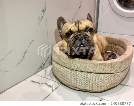 A fawn-colored French bulldog dog in a close-up home environment 140888777