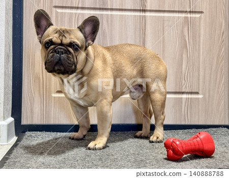 a French bulldog dog of fawn color, young and energetic at home a French bulldog dog of fawn color, young and energetic at home 140888788