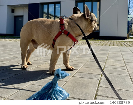 Bags for pet excrement on the background of a French bulldog dog. High quality photos Bags for pet excrement on the background of a French bulldog dog. High quality photos 140888789