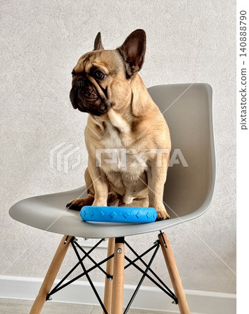 A fawn-colored French bulldog dog in a close-up home environment A fawn-colored French bulldog dog in a close-up home environment 140888790