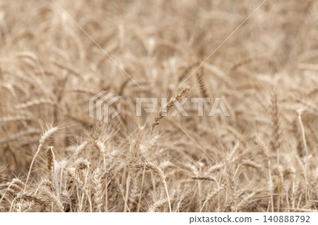 Wheat field near harvest Wheat field near harvest 140888792