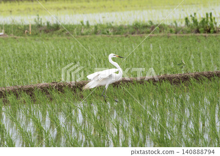 A beautiful scene of egrets walking through rice paddies in early summer. A beautiful scene of egrets walking through rice paddies in early summer. 140888794