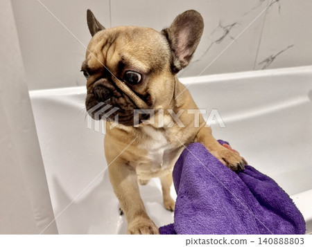 a French bulldog breed dog of fawn color dirty is in the bathroom to wash his paws after a walk a French bulldog breed dog of fawn color dirty is in the bathroom to wash his paws after a walk 140888803