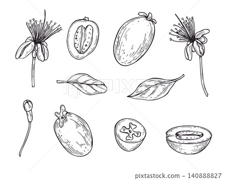 Feijoa fruit, flower and leaf set in engraving style. Tropical exotic plant elements painted by black inks. Sliced and whole berry, foliage botanical illustration for menu design, organic food label Feijoa fruit, flower and leaf set in engraving style. Tropical exotic plant elements painted by black inks. Sliced and whole berry, foliage botanical illustration for menu design, organic food label 140888827