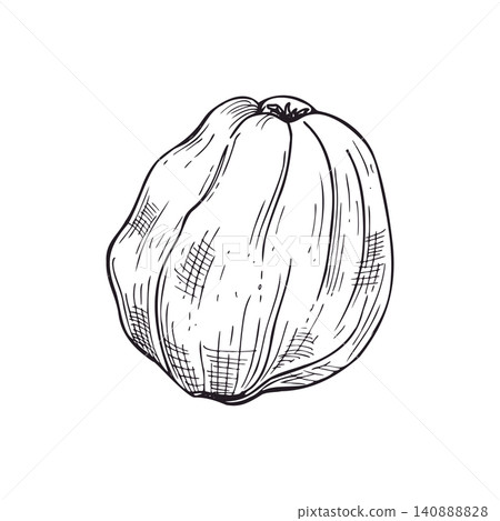 Quince fruit hand drawn illustration. Isolated sketch of ripe organic quince with detailed texture. Harvest concept for culinary, vegan diet, farm market and botanical design element. Quince fruit hand drawn illustration. Isolated sketch of ripe organic quince with detailed texture. Harvest concept for culinary, vegan diet, farm market and botanical design element. 140888828