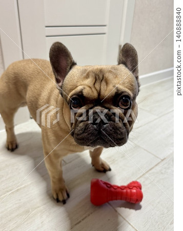a French bulldog dog of fawn color, young and energetic at home a French bulldog dog of fawn color, young and energetic at home 140888840
