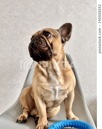 A fawn-colored French bulldog dog in a close-up home environment A fawn-colored French bulldog dog in a close-up home environment 140888842