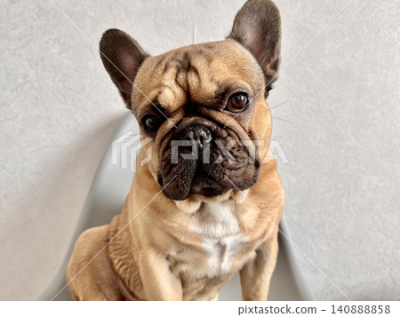A fawn-colored French bulldog dog in a close-up home environment A fawn-colored French bulldog dog in a close-up home environment 140888858