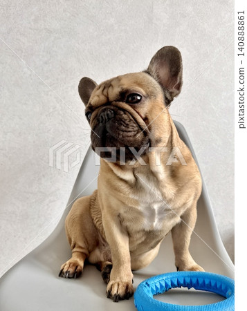 A fawn-colored French bulldog dog in a close-up home environment A fawn-colored French bulldog dog in a close-up home environment 140888861