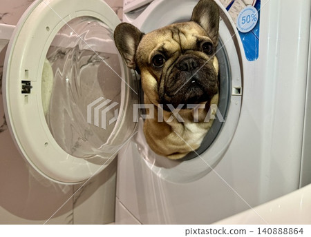 A fawn-colored French bulldog dog in a close-up home environment A fawn-colored French bulldog dog in a close-up home environment 140888864