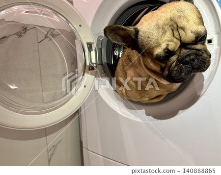 A fawn-colored French bulldog dog in a close-up home environment A fawn-colored French bulldog dog in a close-up home environment 140888865