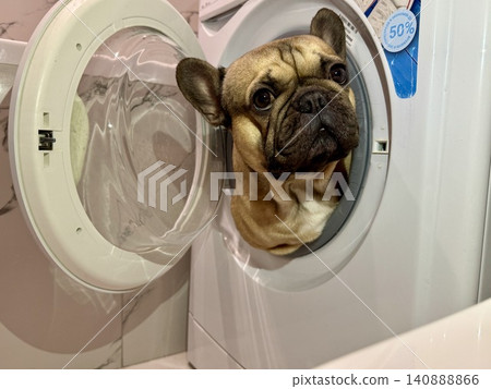 A fawn-colored French bulldog dog in a close-up home environment A fawn-colored French bulldog dog in a close-up home environment 140888866