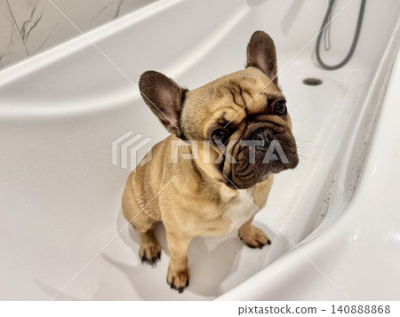 a French bulldog breed dog of fawn color dirty is in the bathroom to wash his paws after a walk a French bulldog breed dog of fawn color dirty is in the bathroom to wash his paws after a walk 140888868