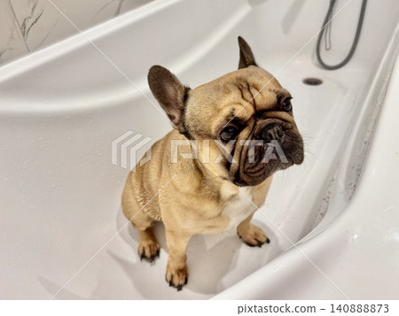 a French bulldog breed dog of fawn color dirty is in the bathroom to wash his paws after a walk a French bulldog breed dog of fawn color dirty is in the bathroom to wash his paws after a walk 140888873