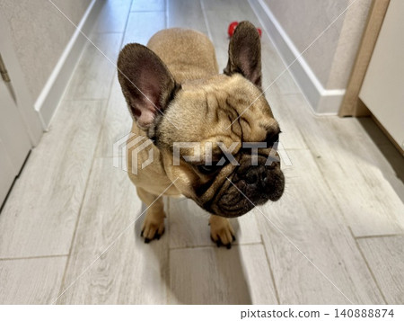 a French bulldog dog of fawn color, young and energetic at home 140888874