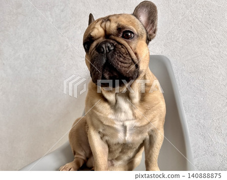 A fawn-colored French bulldog dog in a close-up home environment A fawn-colored French bulldog dog in a close-up home environment 140888875