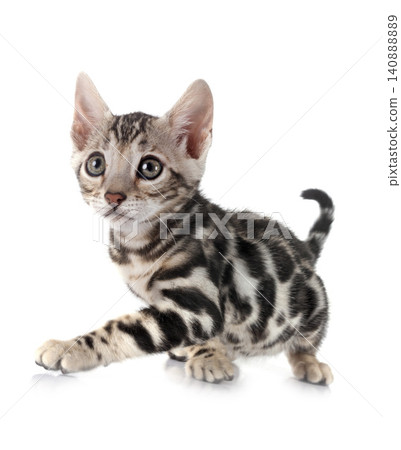 bengal kitten in studio bengal kitten in studio 140888889