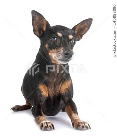 miniature pinscher in studio miniature pinscher in studio 140888890