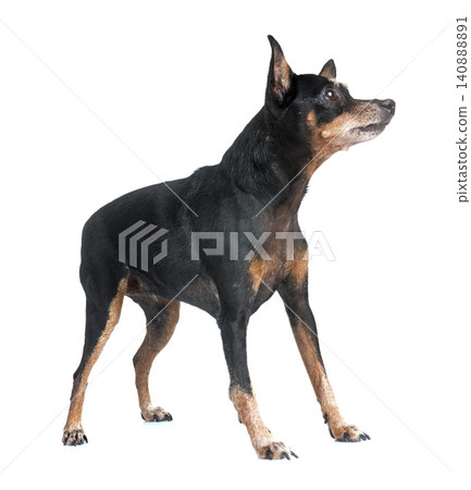 miniature pinscher in studio miniature pinscher in studio 140888891